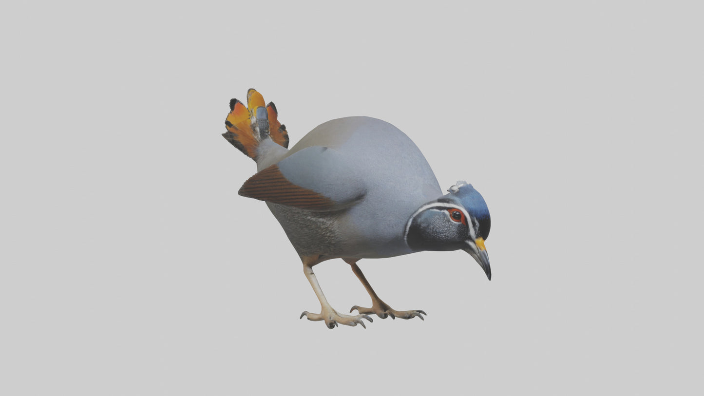3D model California Quail scratching model VR / AR / low-poly