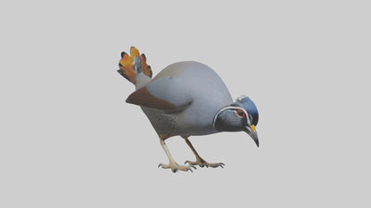 3D model California Quail scratching model VR / AR / low-poly