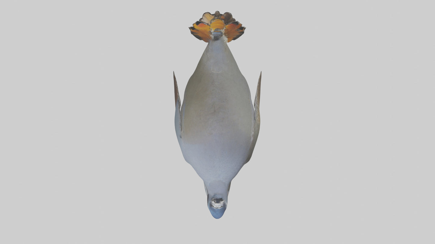 3D model California Quail scratching model VR / AR / low-poly