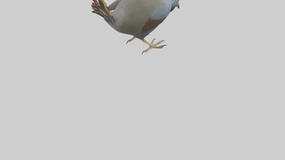 3D model California Quail scratching model VR / AR / low-poly