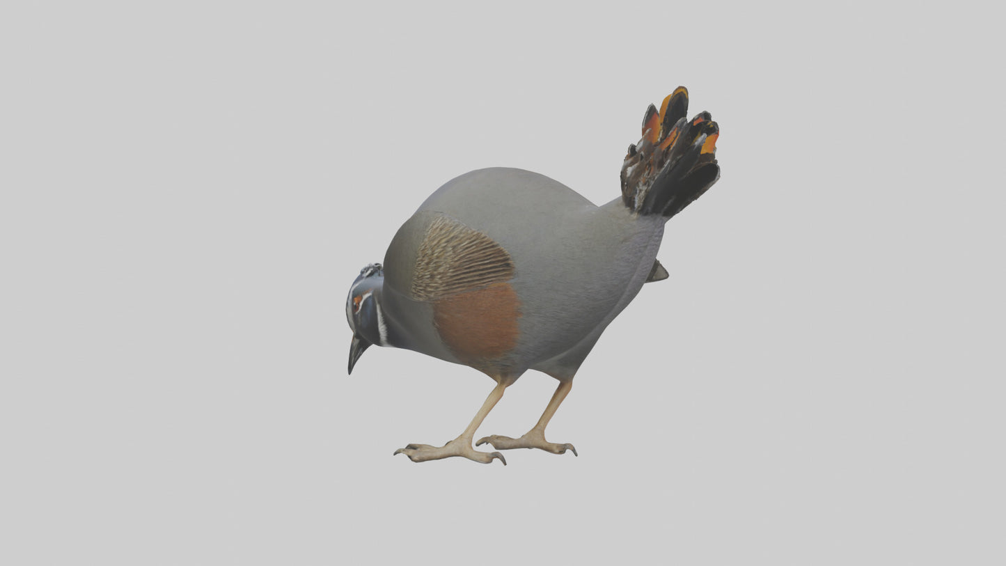 3D model California Quail scratching model VR / AR / low-poly