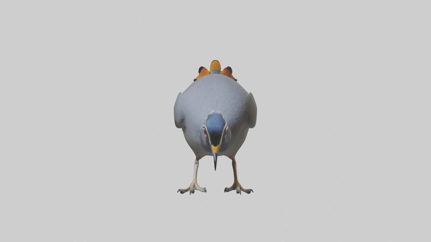 3D model California Quail scratching model VR / AR / low-poly