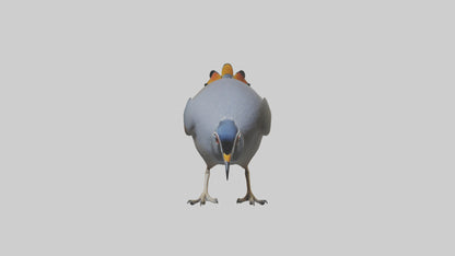 3D model California Quail scratching model VR / AR / low-poly