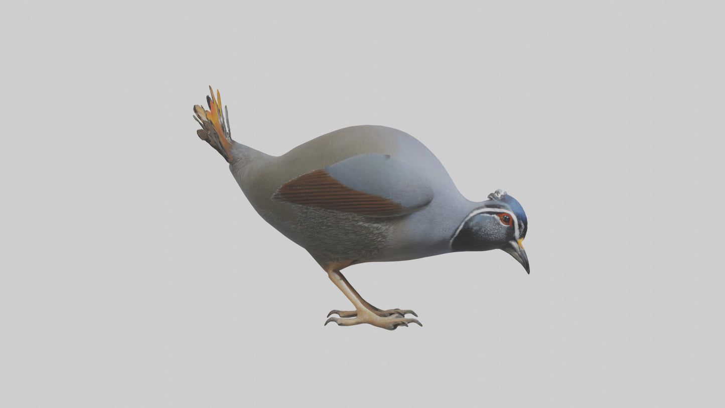 3D model California Quail scratching model VR / AR / low-poly