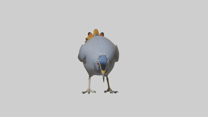 3D model California Quail scratching model VR / AR / low-poly