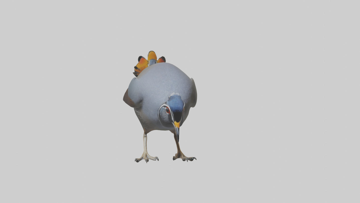 3D model California Quail scratching model VR / AR / low-poly