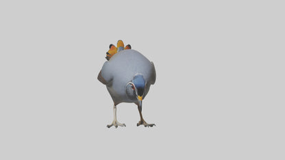 3D model California Quail scratching model VR / AR / low-poly