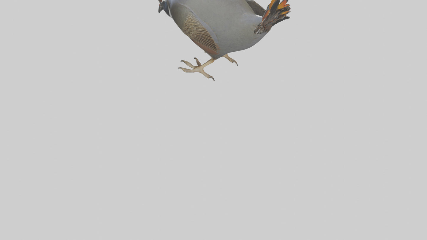 3D model California Quail scratching model VR / AR / low-poly
