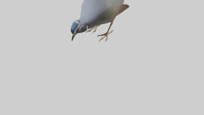 3D model California Quail scratching model VR / AR / low-poly