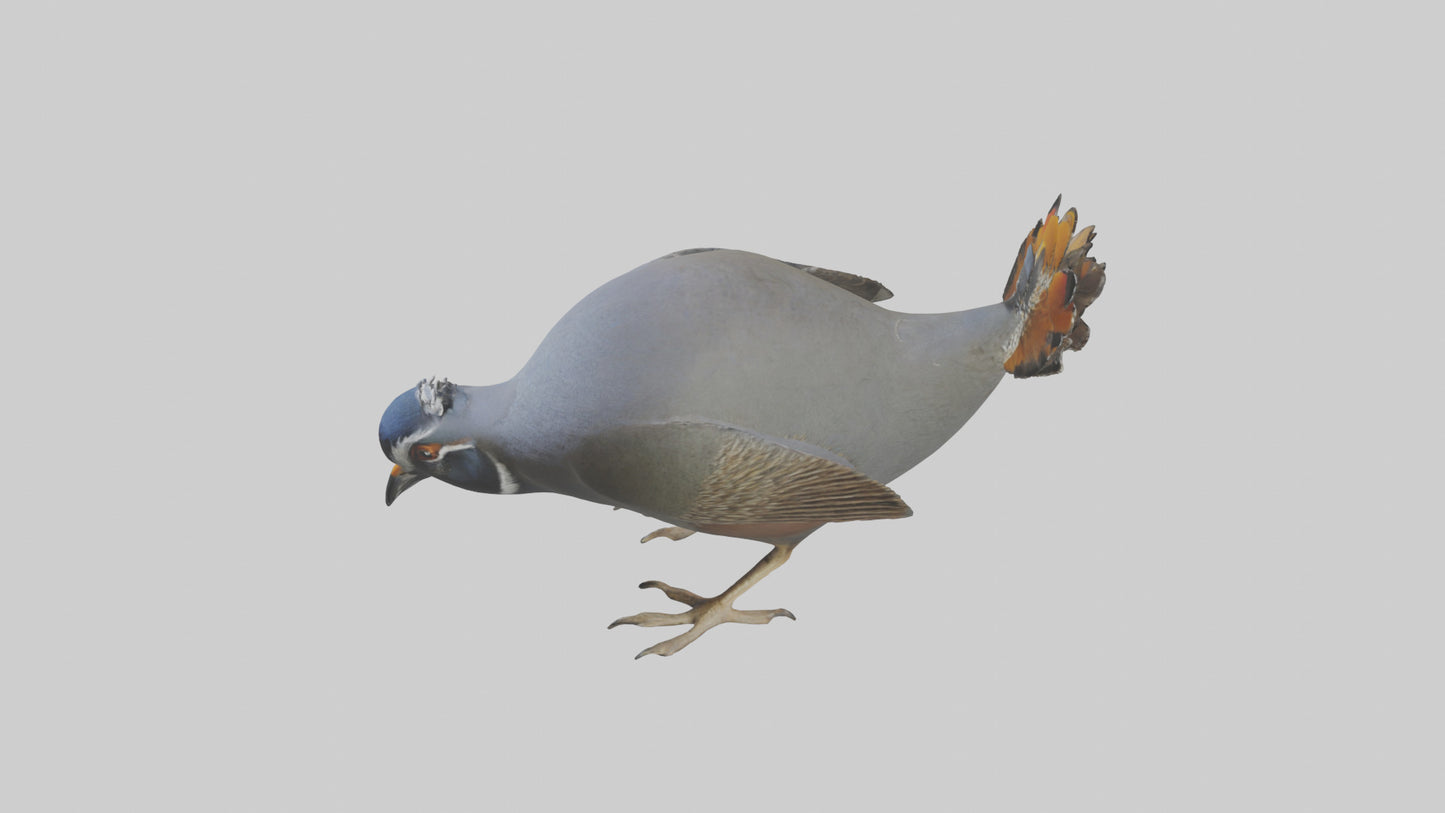 3D model California Quail scratching model VR / AR / low-poly