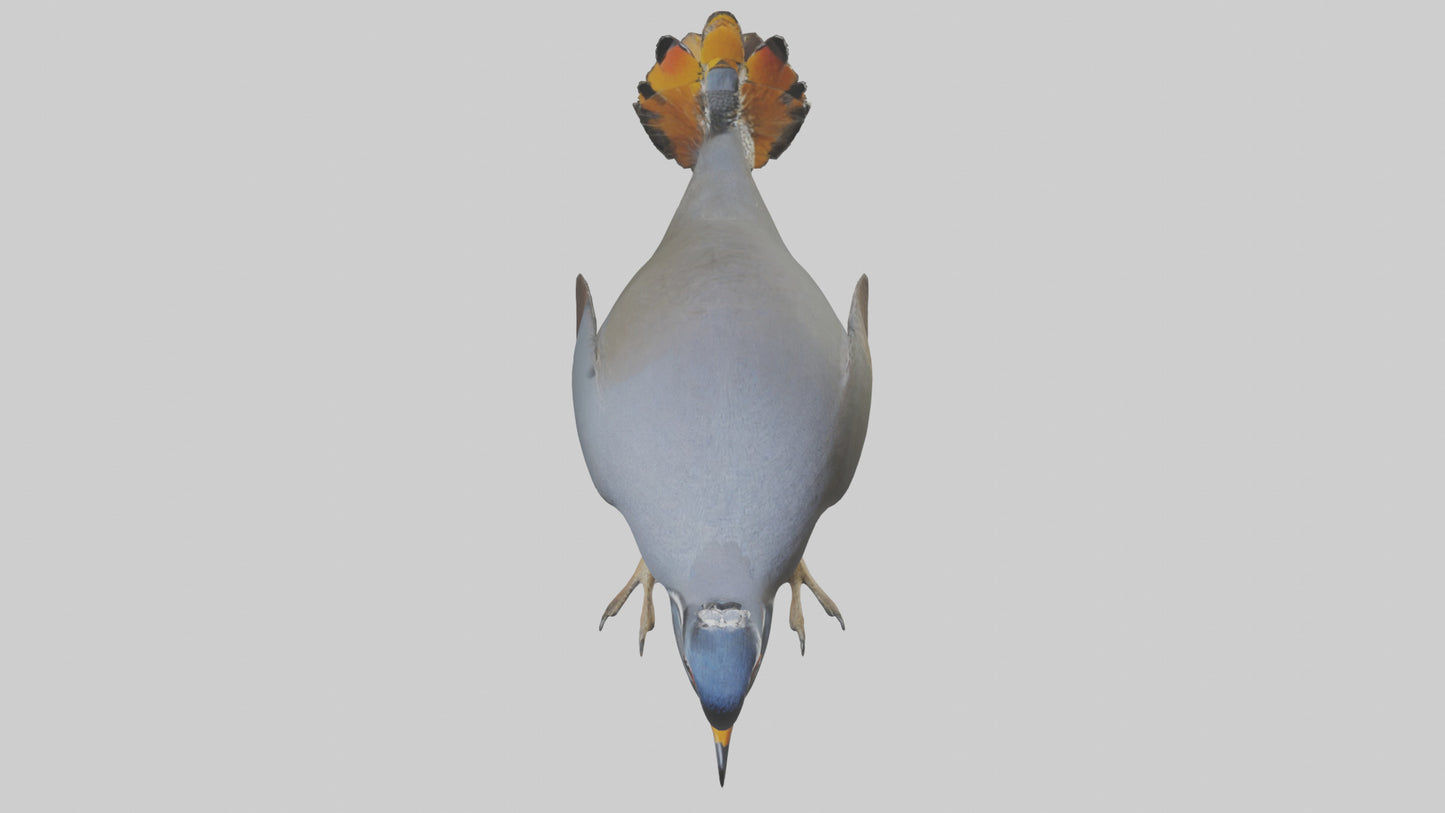 3D model California Quail scratching model VR / AR / low-poly