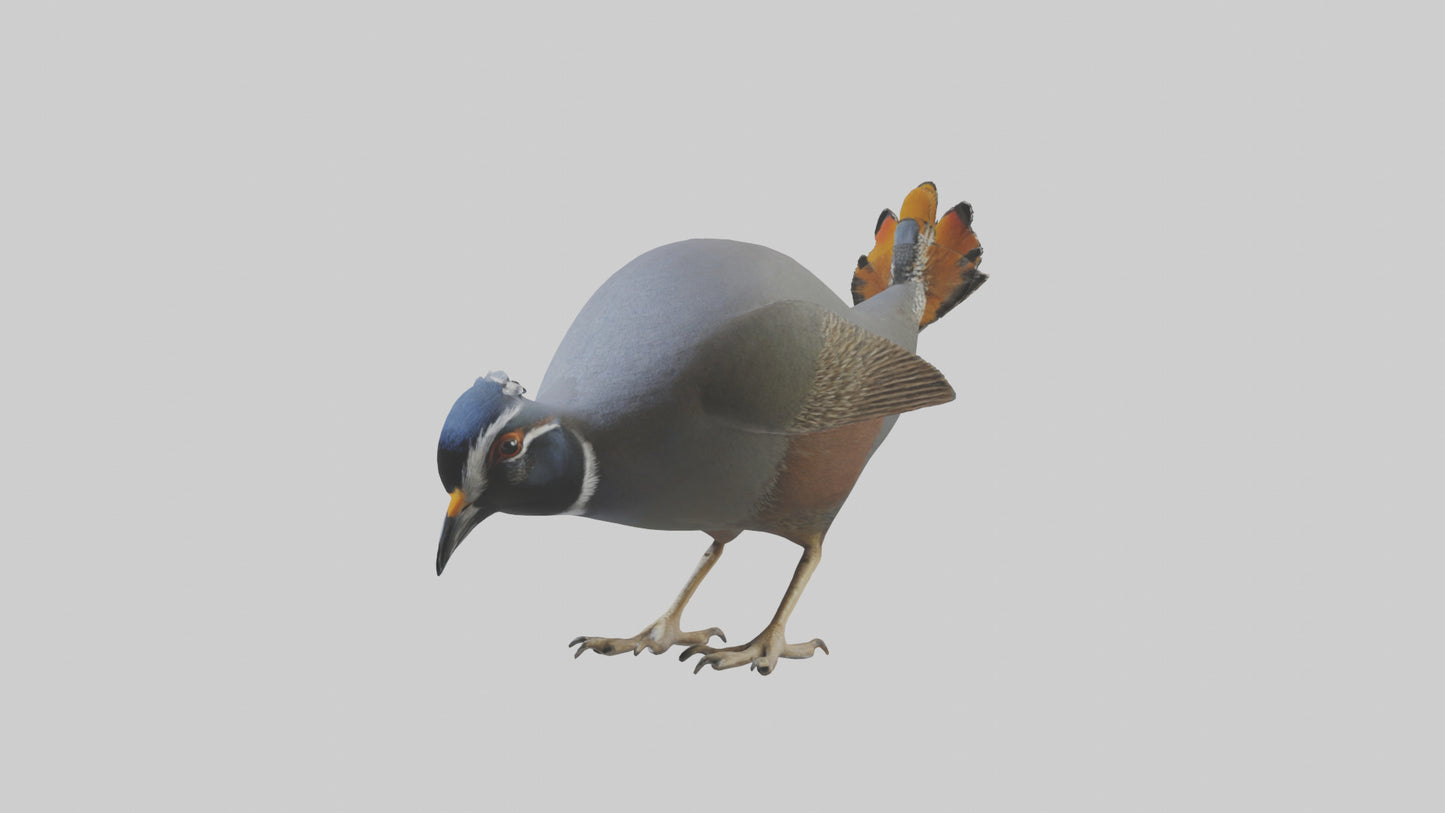 3D model California Quail scratching model VR / AR / low-poly