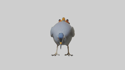 3D model California Quail scratching model VR / AR / low-poly