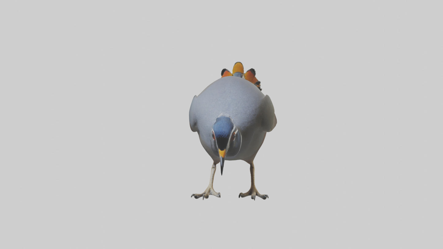 3D model California Quail scratching model VR / AR / low-poly