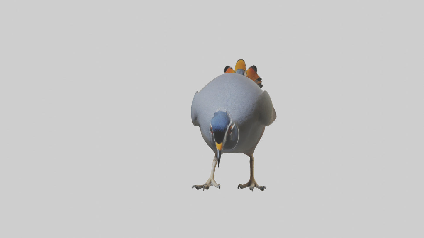 3D model California Quail scratching model VR / AR / low-poly