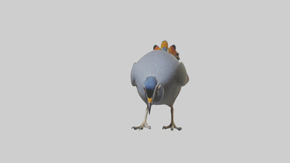 3D model California Quail scratching model VR / AR / low-poly