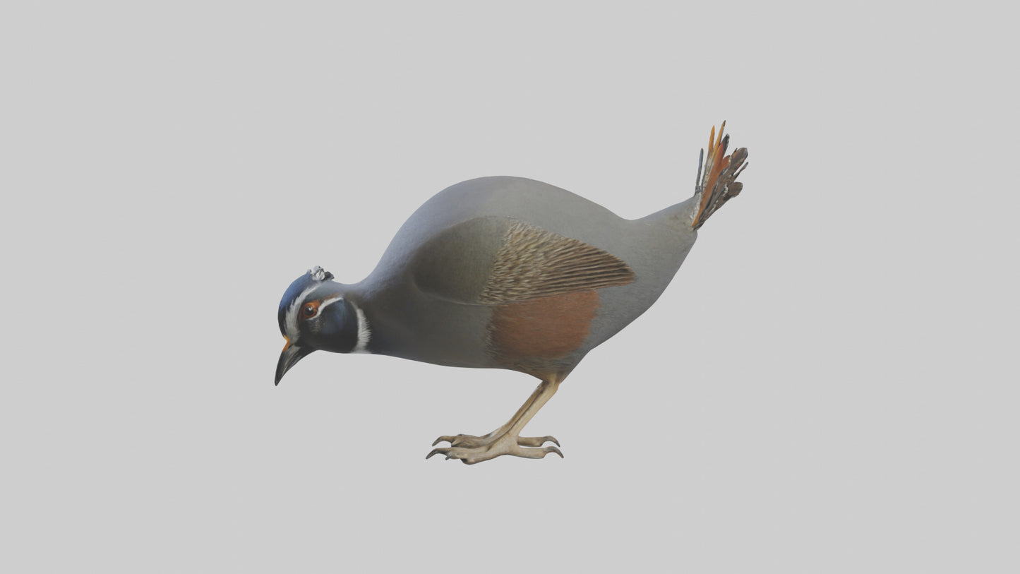 3D model California Quail scratching model VR / AR / low-poly