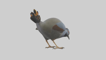 3D model California Quail scratching model VR / AR / low-poly