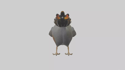 3D model California Quail scratching model VR / AR / low-poly