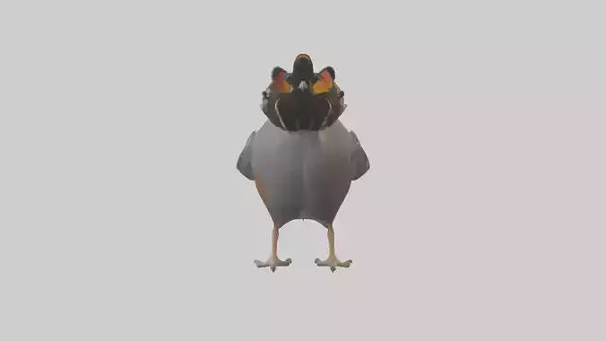3D model California Quail scratching model VR / AR / low-poly
