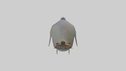 3D model California Quail scratching model VR / AR / low-poly