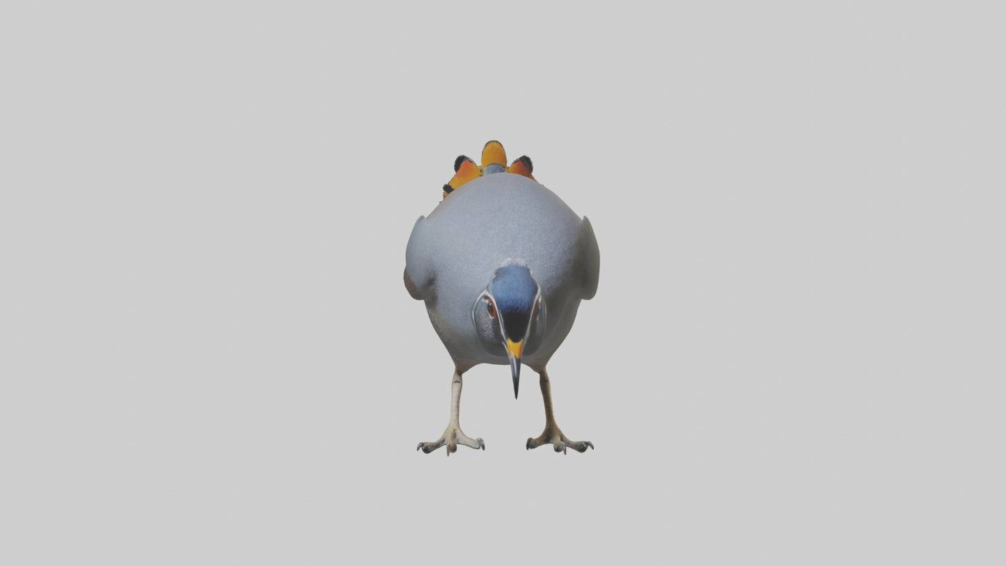 3D model California Quail scratching model VR / AR / low-poly