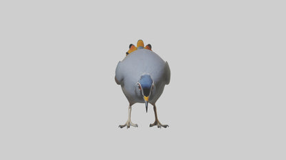 3D model California Quail scratching model VR / AR / low-poly