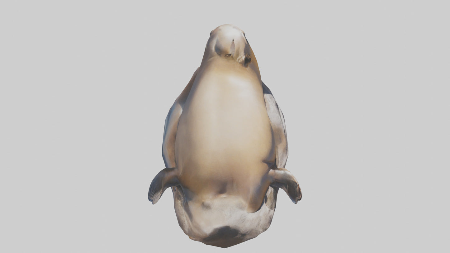 3D model California Sea Lion sunbathing model VR / AR / low-poly