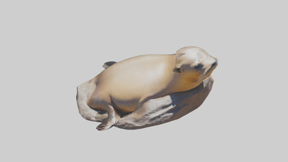 3D model California Sea Lion sunbathing model VR / AR / low-poly