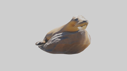 3D model California Sea Lion sunbathing model VR / AR / low-poly