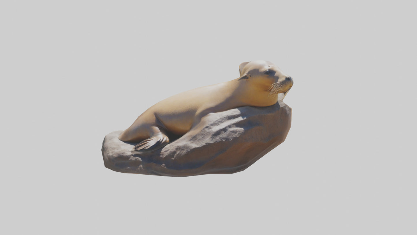 3D model California Sea Lion sunbathing model VR / AR / low-poly