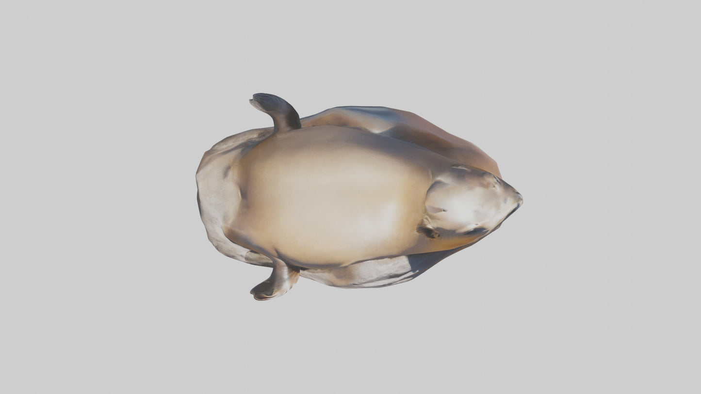 3D model California Sea Lion sunbathing model VR / AR / low-poly