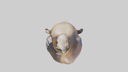 3D model California Sea Lion sunbathing model VR / AR / low-poly