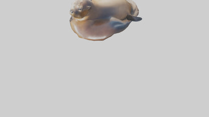 3D model California Sea Lion sunbathing model VR / AR / low-poly