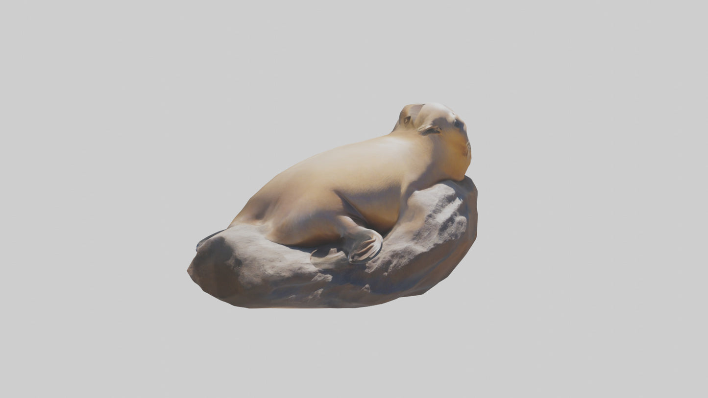 3D model California Sea Lion sunbathing model VR / AR / low-poly