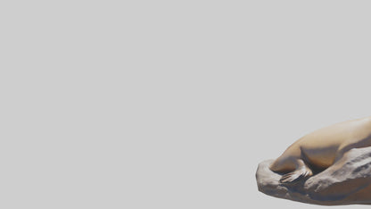 3D model California Sea Lion sunbathing model VR / AR / low-poly