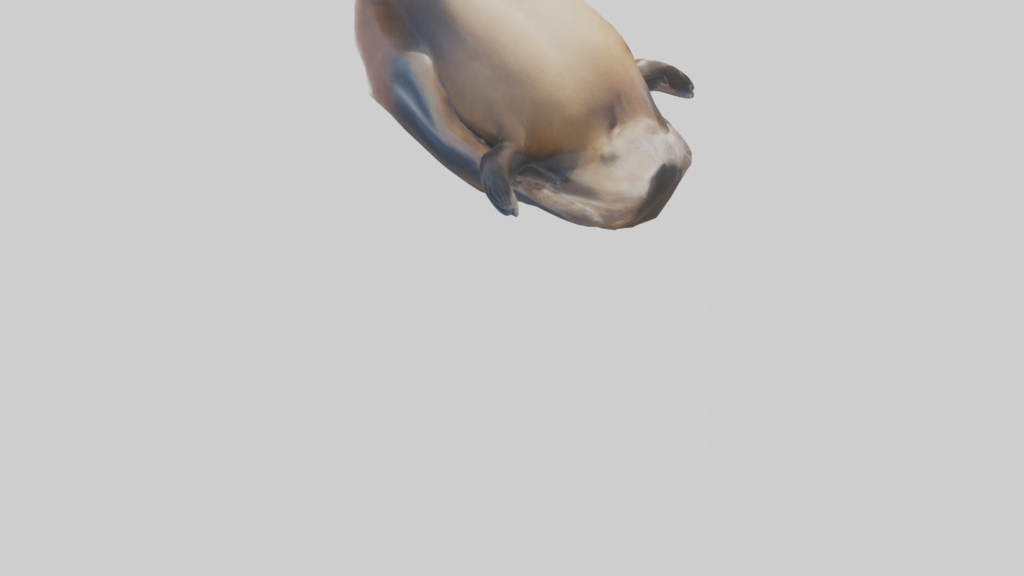 3D model California Sea Lion sunbathing model VR / AR / low-poly