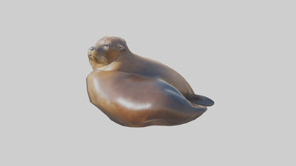 3D model California Sea Lion sunbathing model VR / AR / low-poly