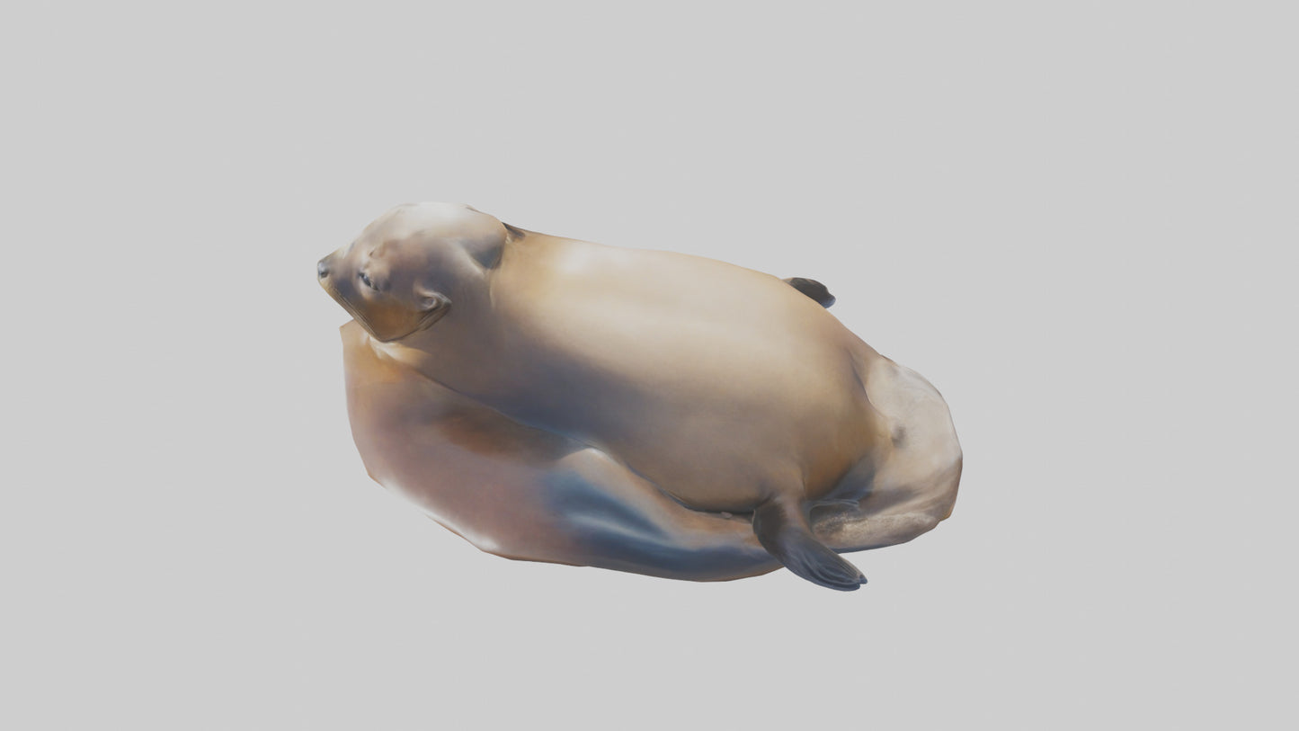 3D model California Sea Lion sunbathing model VR / AR / low-poly