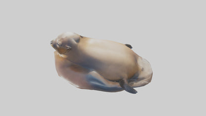 3D model California Sea Lion sunbathing model VR / AR / low-poly