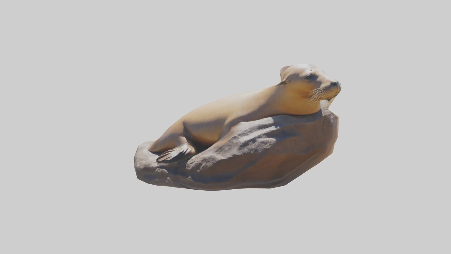 3D model California Sea Lion sunbathing model VR / AR / low-poly