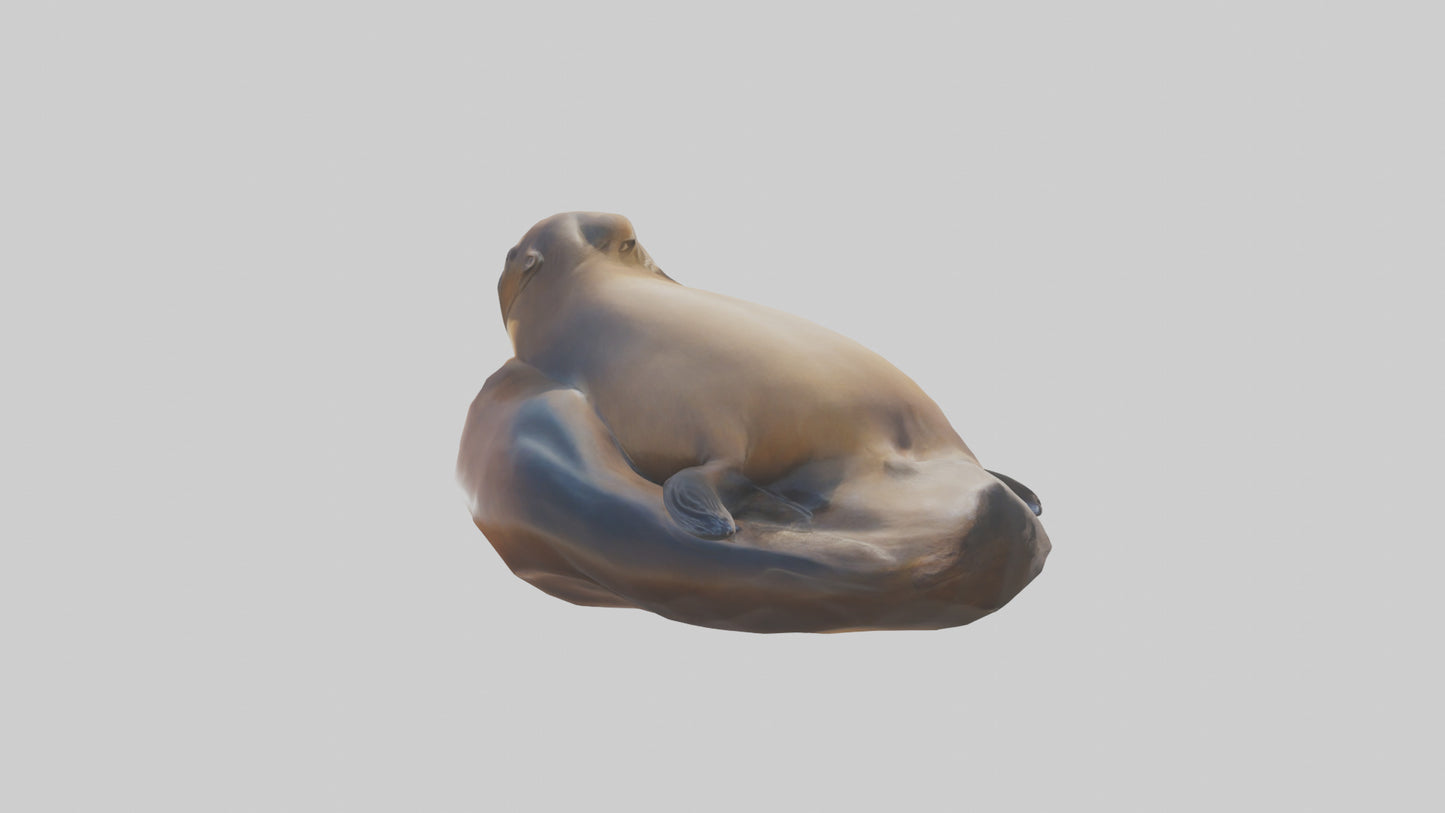 3D model California Sea Lion sunbathing model VR / AR / low-poly