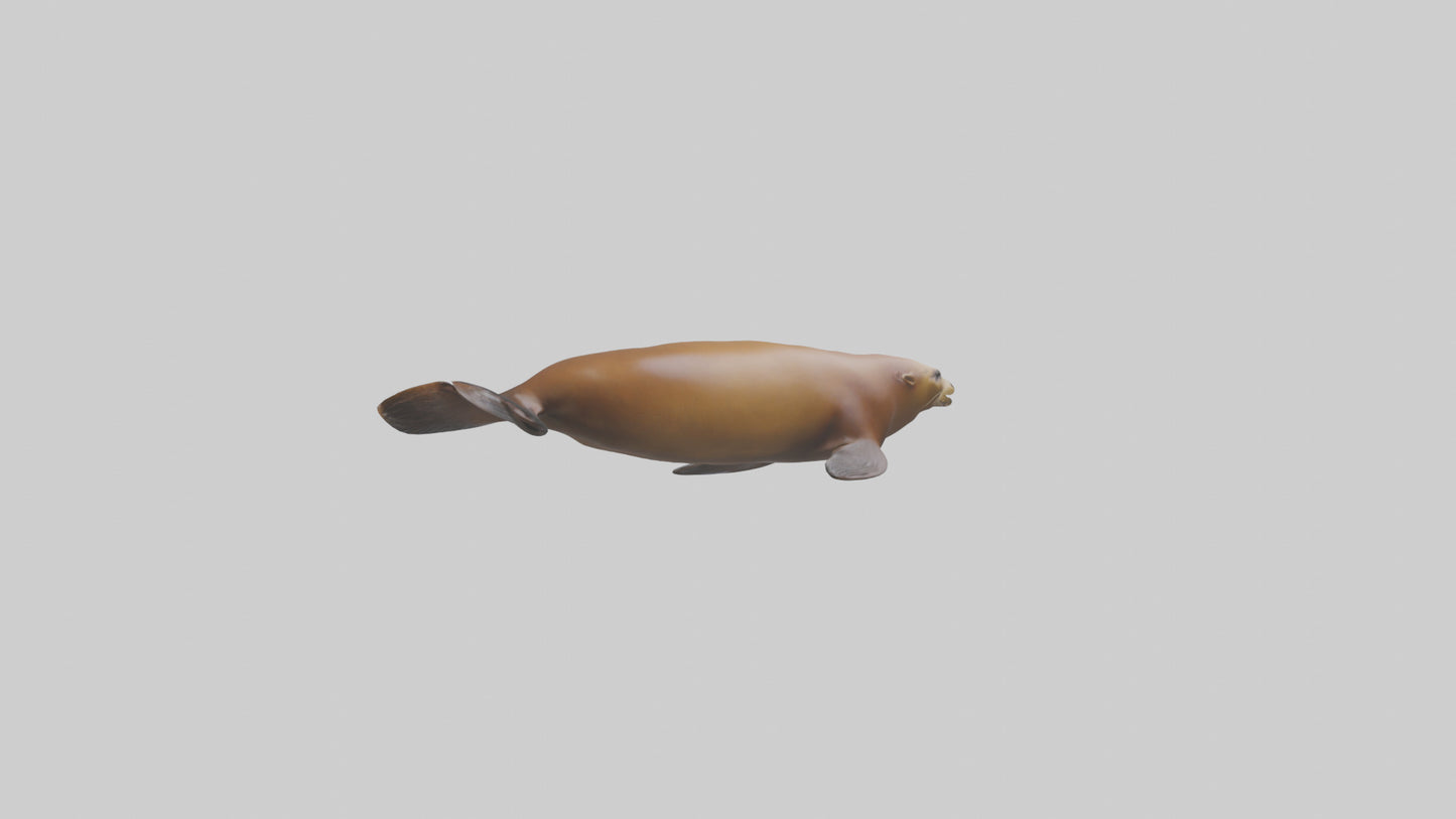 California Sea Lion swimming model VR / AR / low-poly