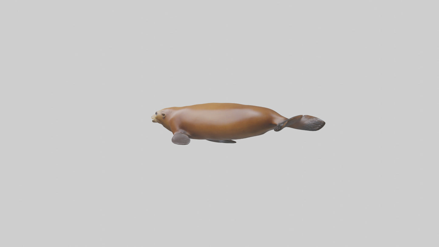 California Sea Lion swimming model VR / AR / low-poly