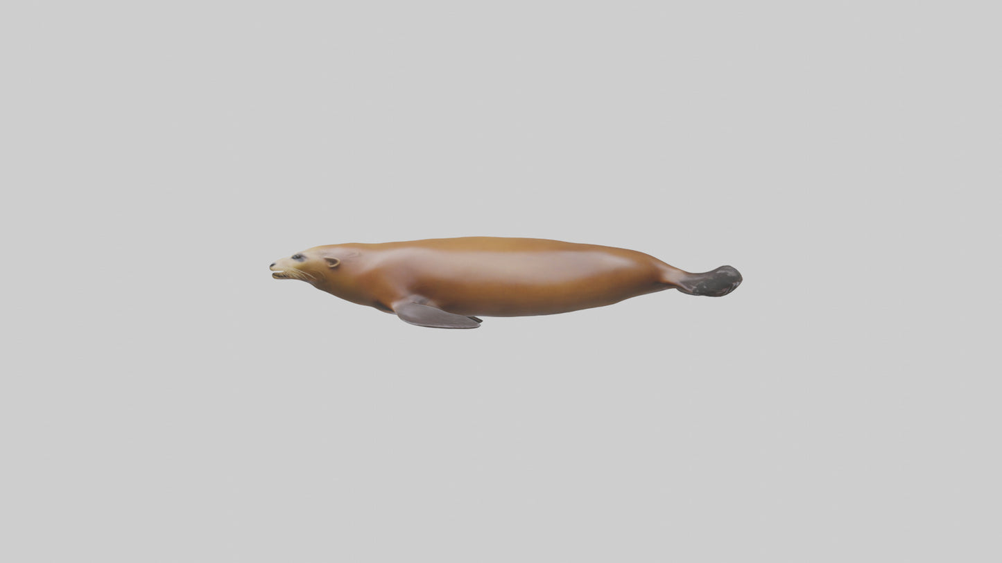 California Sea Lion swimming model VR / AR / low-poly