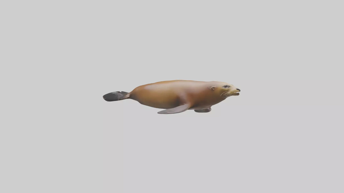 California Sea Lion swimming model VR / AR / low-poly
