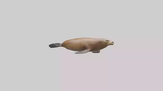 California Sea Lion swimming model VR / AR / low-poly