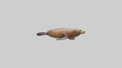 California Sea Lion swimming model VR / AR / low-poly