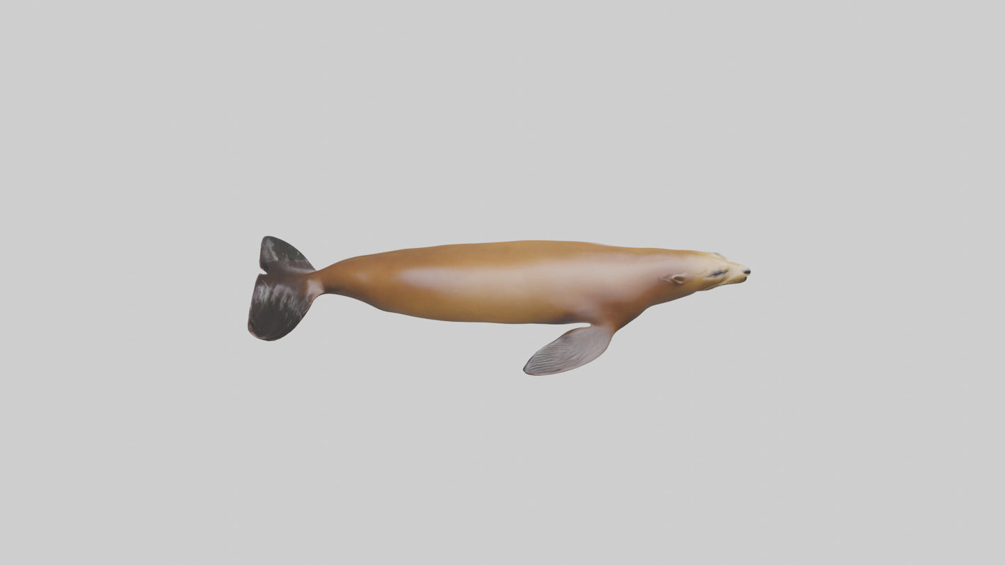 California Sea Lion swimming model VR / AR / low-poly