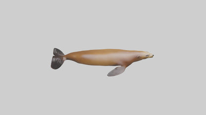 California Sea Lion swimming model VR / AR / low-poly